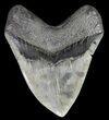 Serrated, Fossil Megalodon Tooth - South Carolina #74069-1